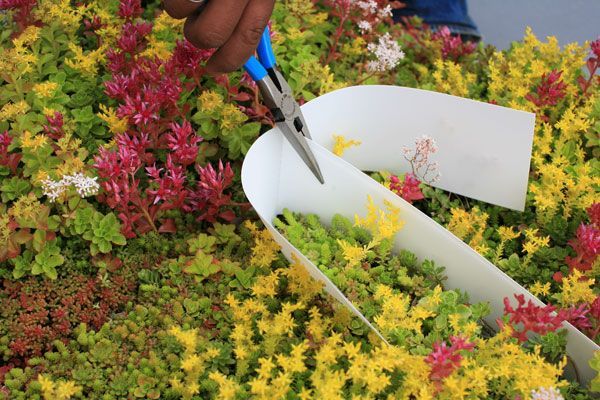 Person trimming colorful ground cover plants with scissors and a white scoop.