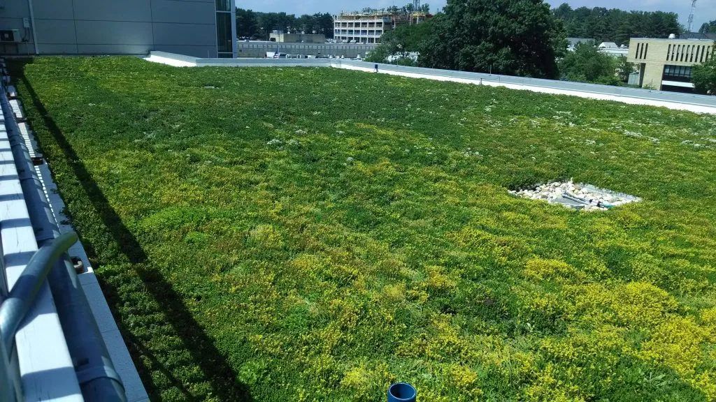 Green roof on a building with various shades of green plants and a white border.