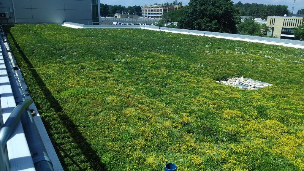 Green roof on a building with various plants, a white border, and a drainage area.