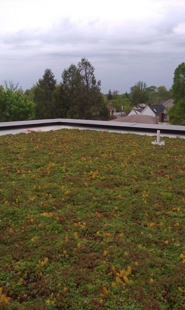 Green roof with vegetation, black edge, and overcast sky in background with trees and houses.