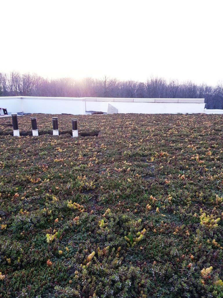 Green roof with vegetation and white building in the background. Wooden posts visible, setting sun.
