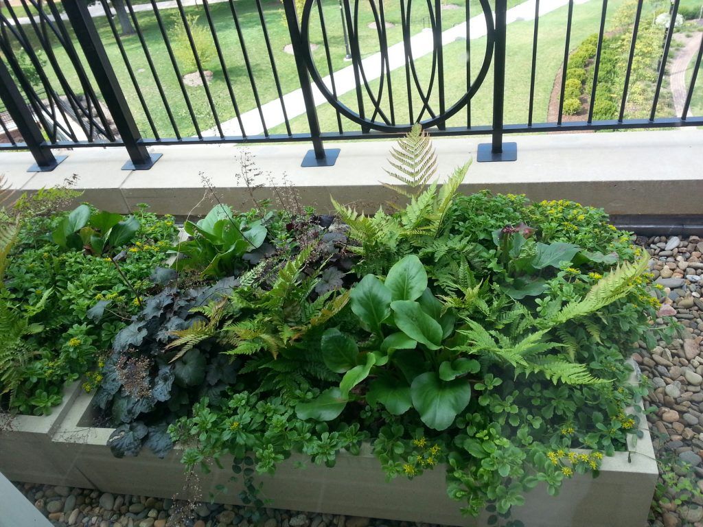 A rectangular outdoor planter box filled with lush green foliage, set against a black railing and grassy background.