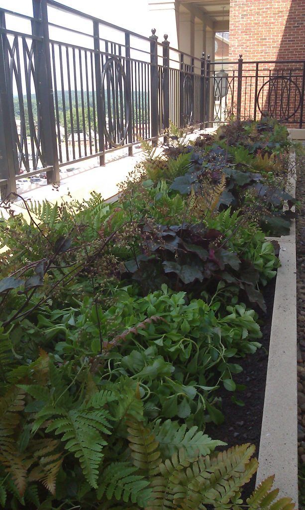 Planter box with various green and purple plants, beside a metal railing.