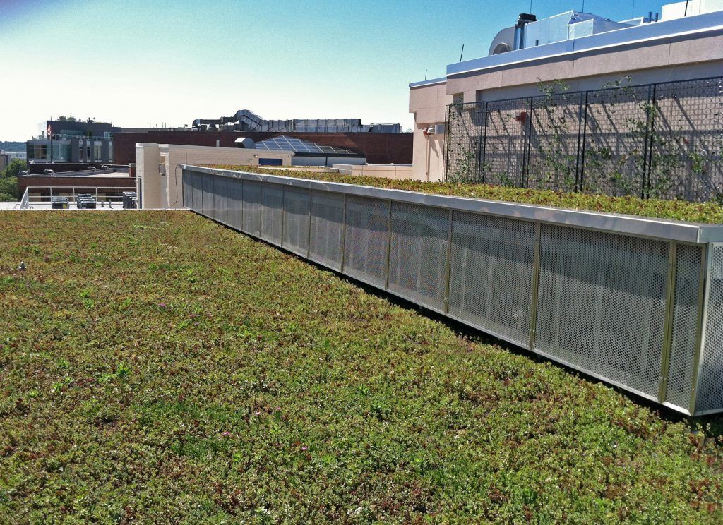 Green rooftop with metal railing, building background. Sunny day.