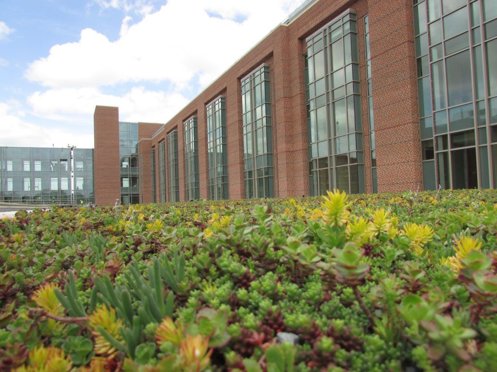 Green roof with low-growing plants in front of a brick building with large windows under a cloudy sky.