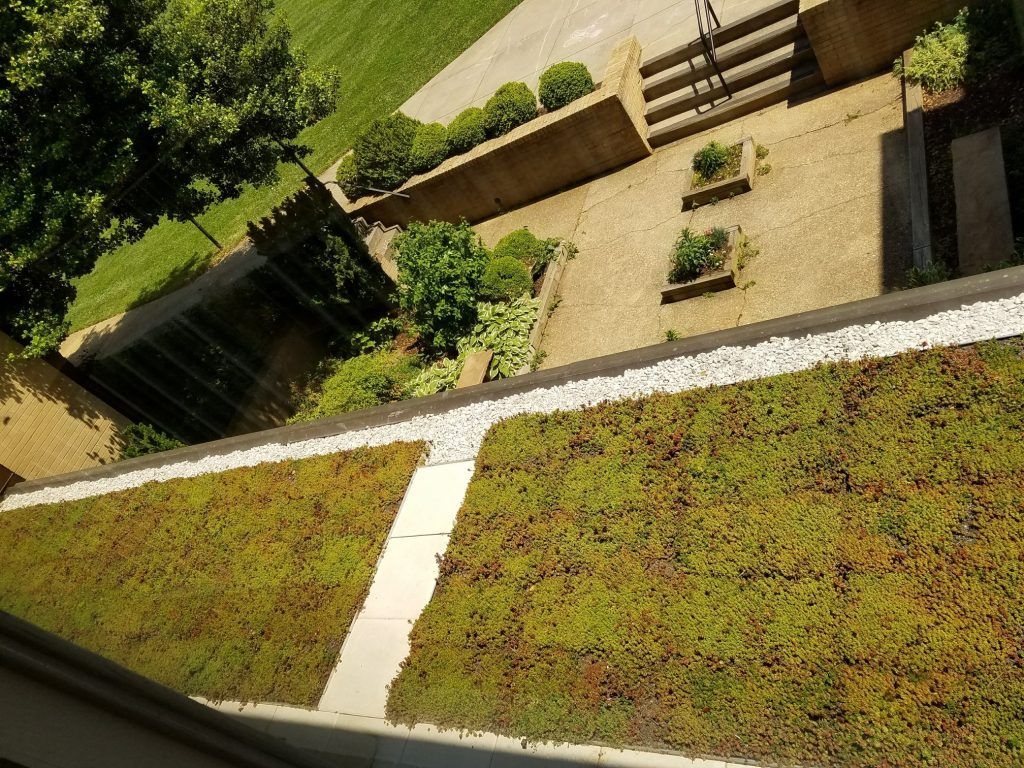 Green roof with stone path and white pebble border. Terraced garden with stairs, lawn and trees.