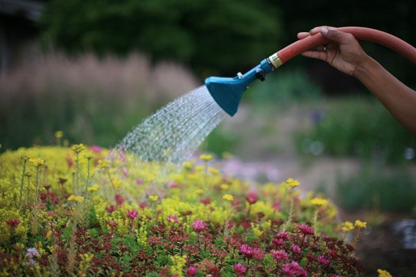 Person watering colorful flowers with a hose in a garden.