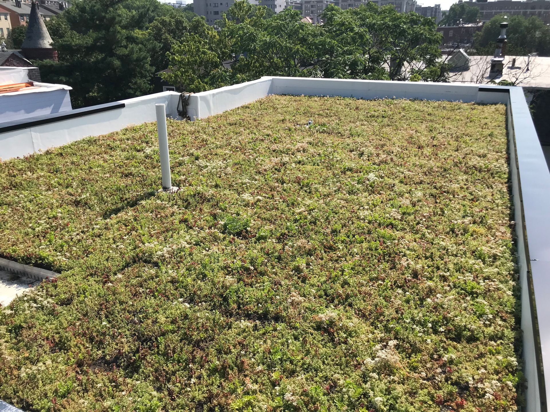 Green roof on a building, with vegetation and a white pipe.