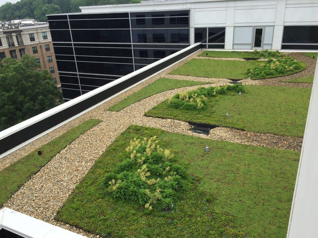 Green rooftop garden with gravel paths and flowering plants on a building.
