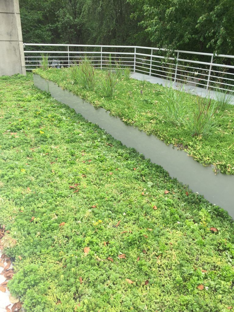 Green roof with metal edging and railing; trees in background.