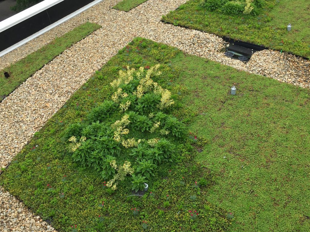 Green rooftop with gravel pathways and patches of plants.