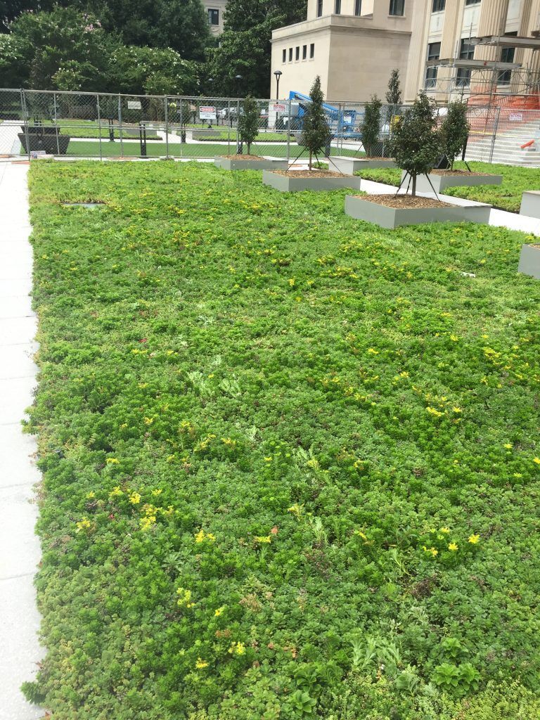 Green roof with small trees in concrete planters, near a building.
