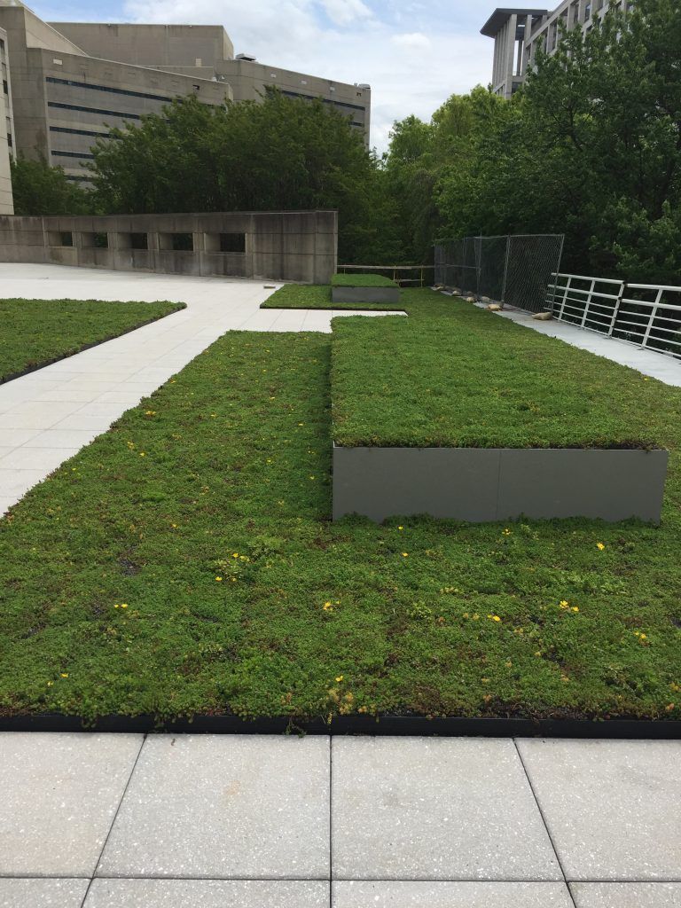 Green rooftop garden with rectangular grass beds and a concrete walkway; buildings in the background.