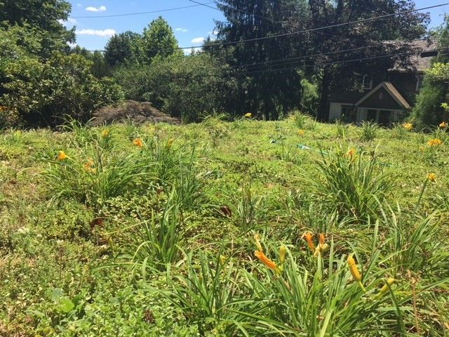 Grassy field with yellow daylilies blooming. Trees and house in the background on a sunny day.