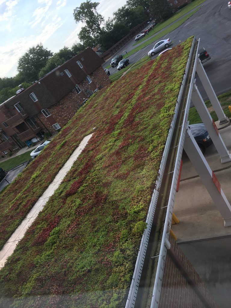 Green roof on a building, angled view. Mostly green and some red plants, bright sunlight.