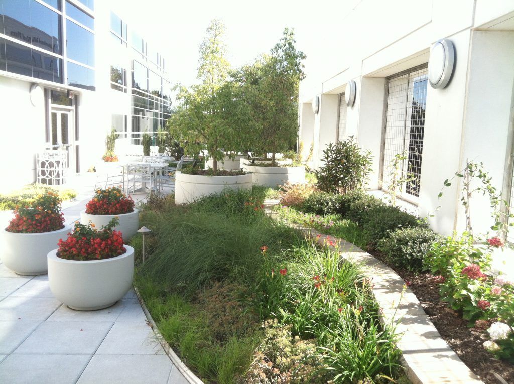 Outdoor garden with plants and trees between two buildings.