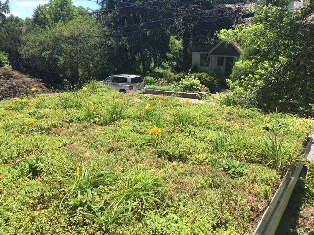 Overgrown rooftop garden with a car, house, and trees in the background. Green and yellow foliage.