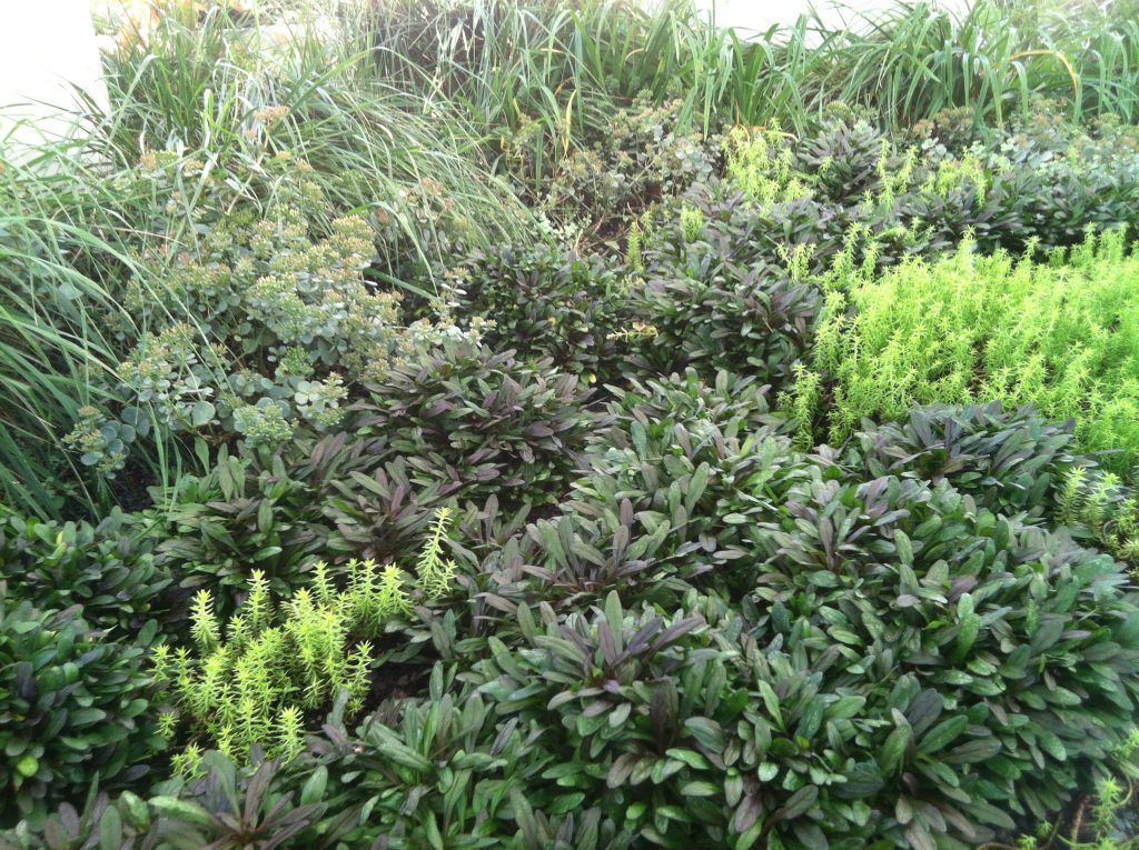 Dense garden bed with dark green and lime green foliage.