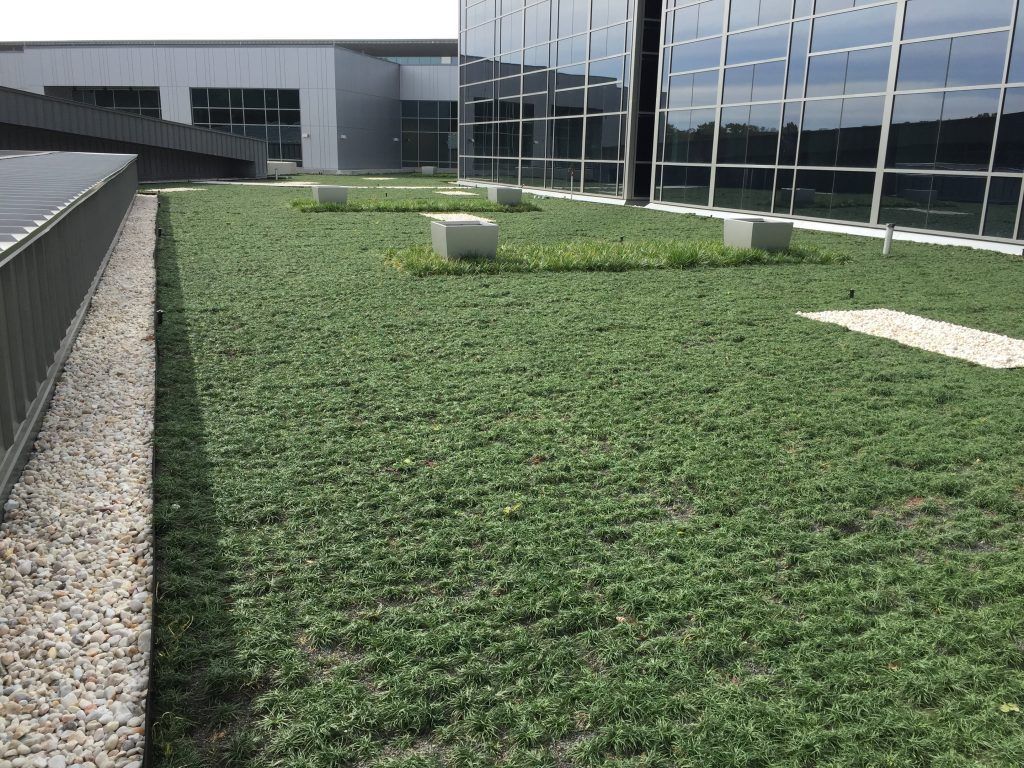 Green rooftop with low-growing plants, concrete structures, and a modern building with glass windows.