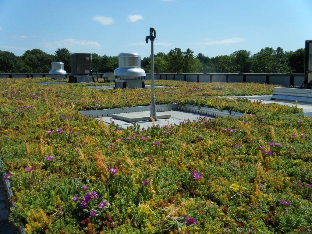 Green roof with vegetation and vents on a building rooftop.