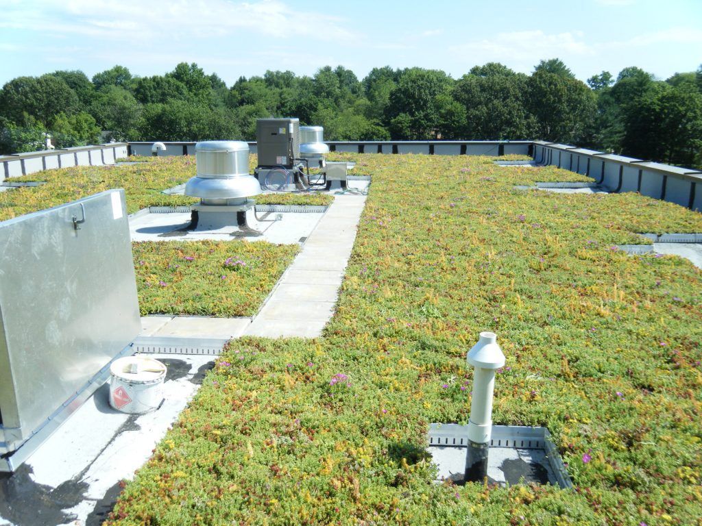 Green rooftop with vegetation, vents, and a walkway, trees in the background.