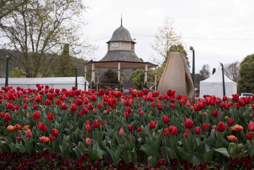A Field of Red Flowers with a Gazebo — Simon Dickson Excavations in Bowral, NSW