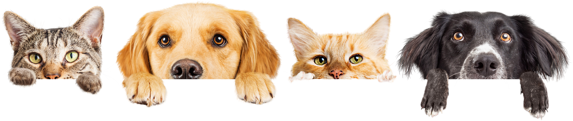 A cat , a dog , and a kitten are peeking over a sign.