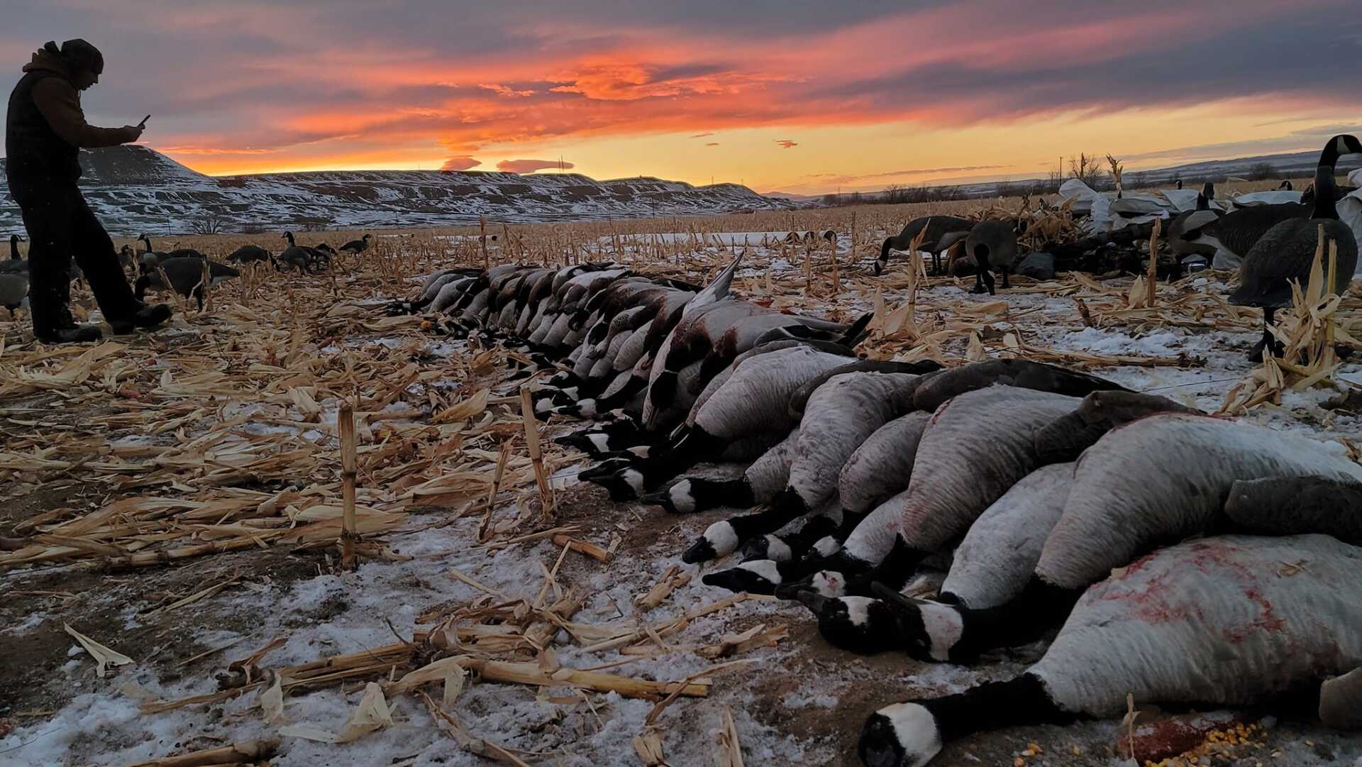 Wyoming Goose Hunting Guide & Outfitter for Goose Hunts