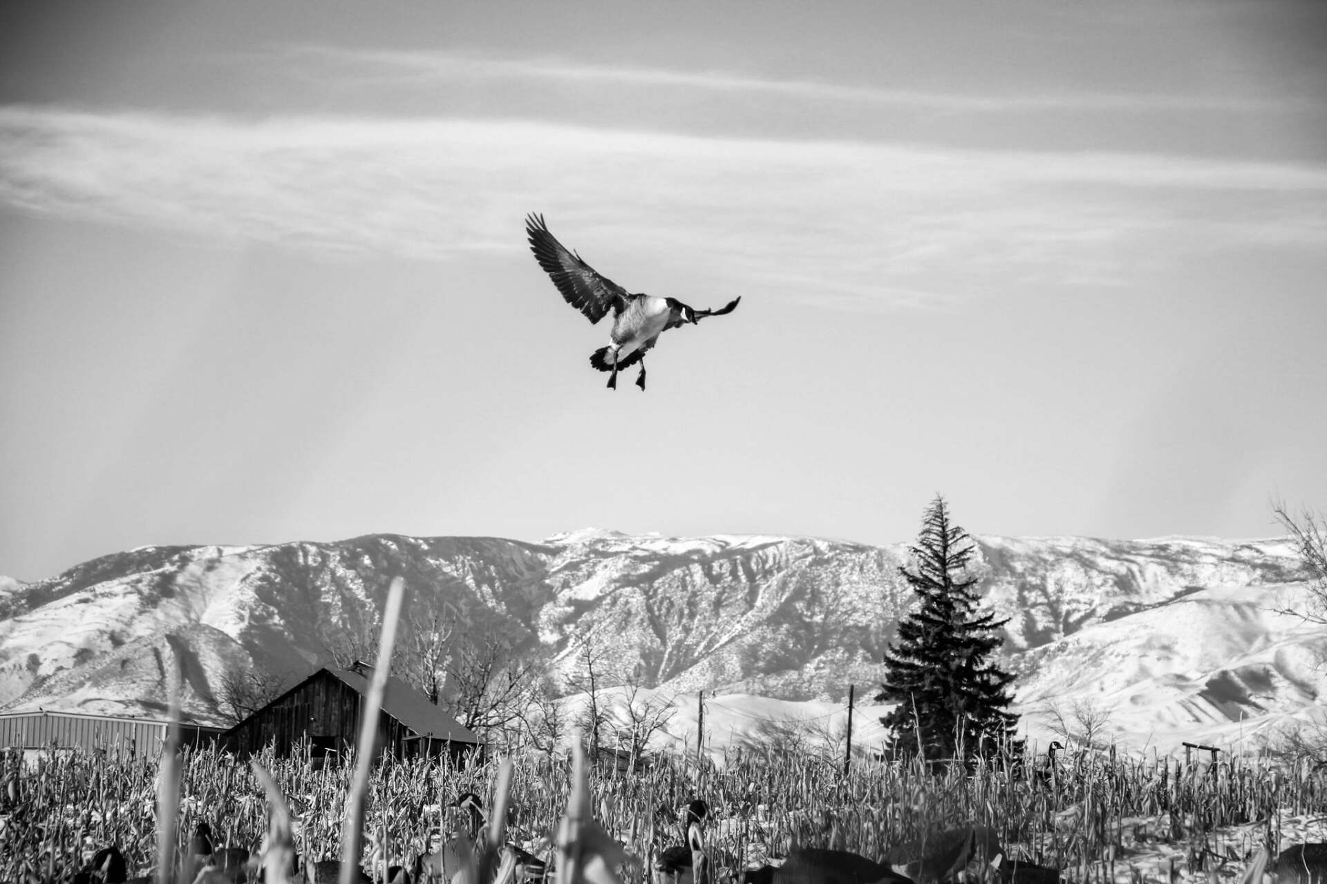 A black and white photo of a goose flying over a field.