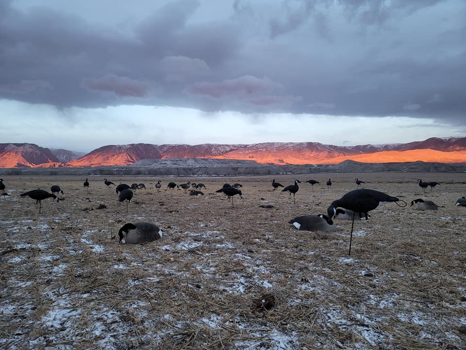 A flock of geese are standing in a field at sunset.
