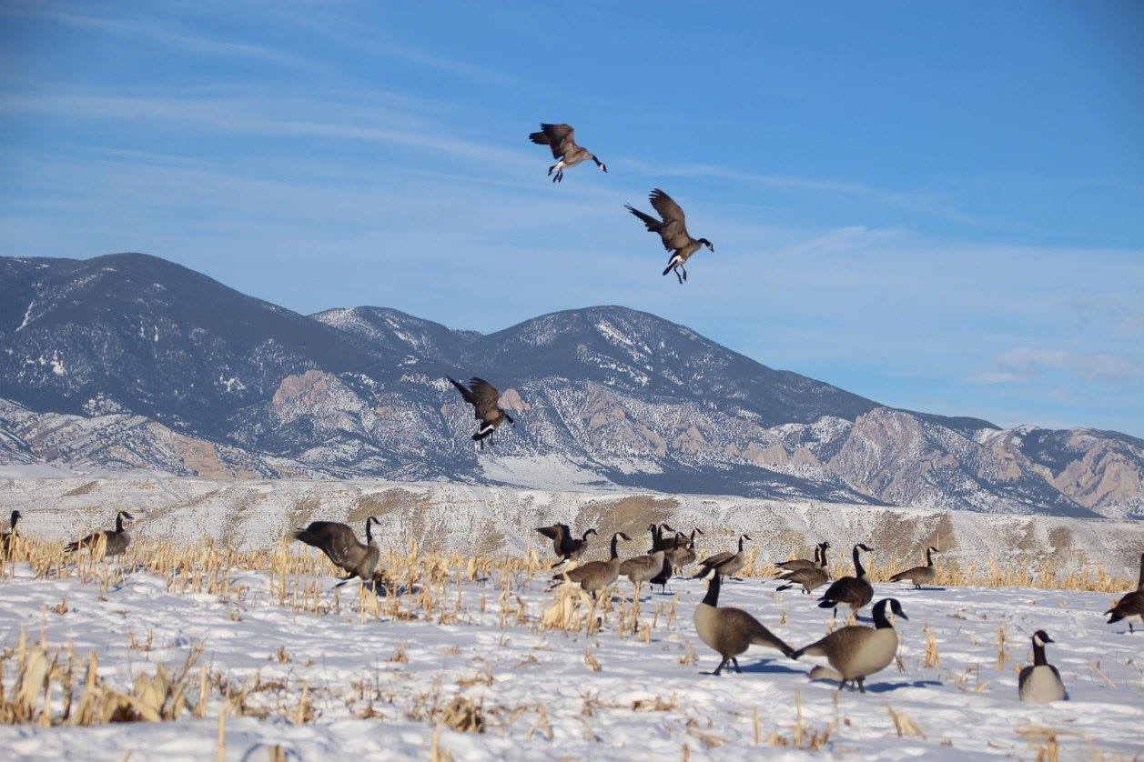 A flock of geese flying over a snowy field with mountains in the background.
