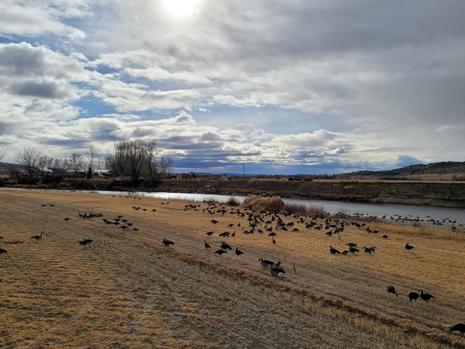 A flock of birds are gathered on the shore of a river.