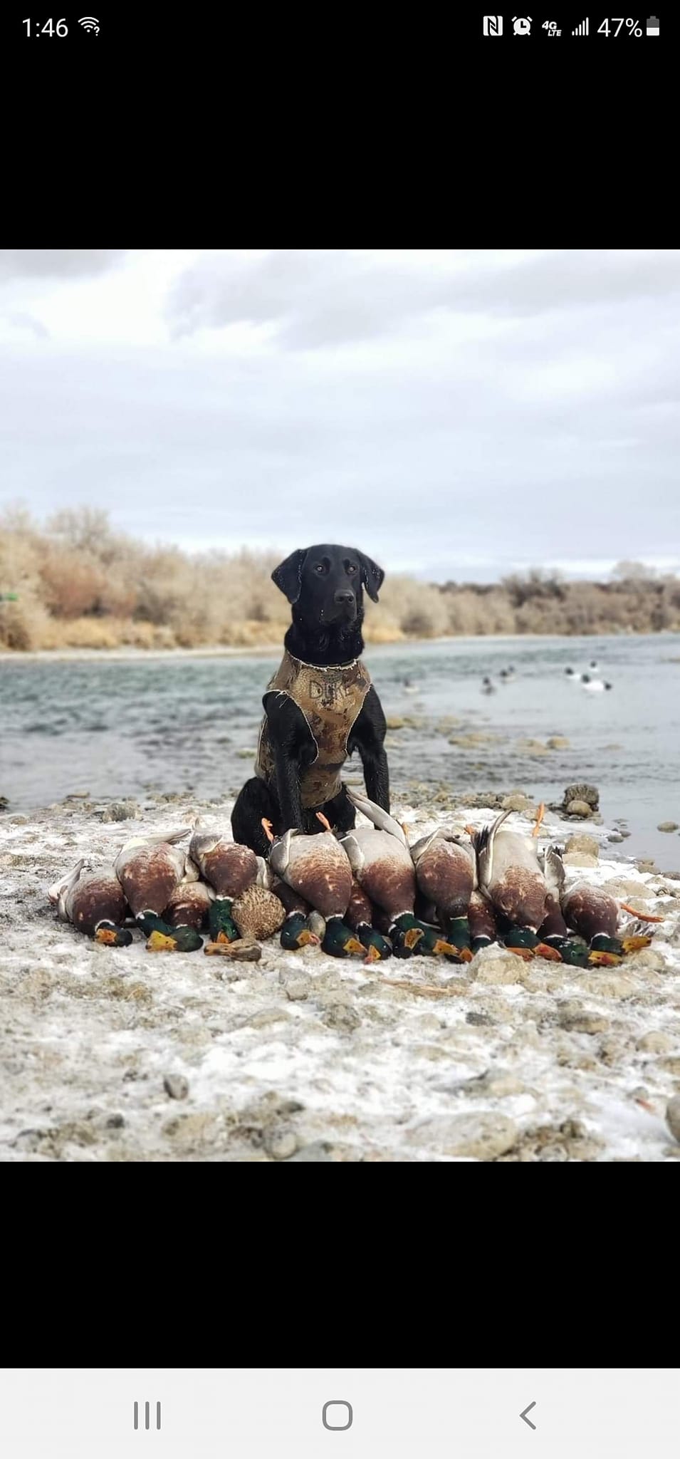 A dog is standing next to a pile of ducks on the beach.