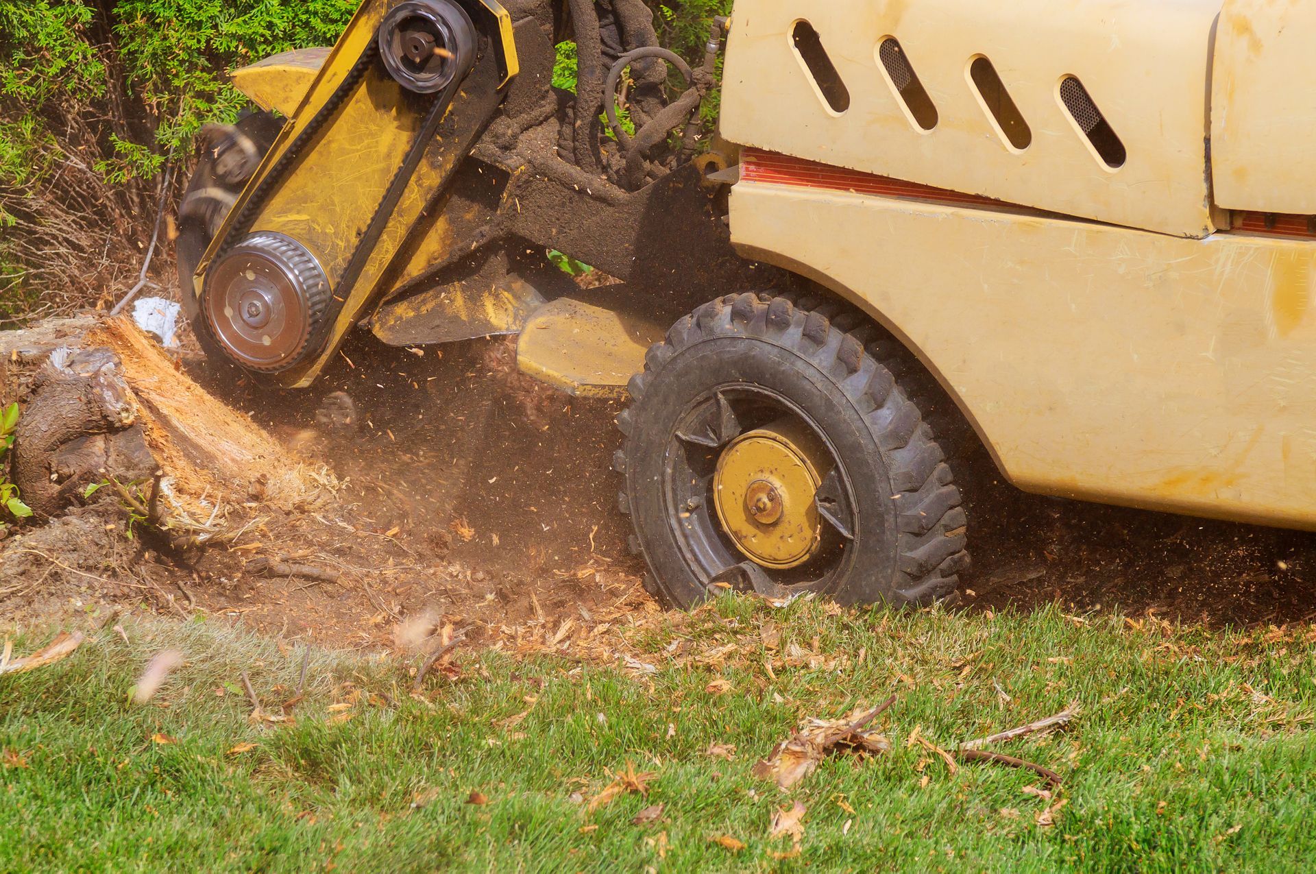 A stump grinder is cutting a tree stump in a lawn.