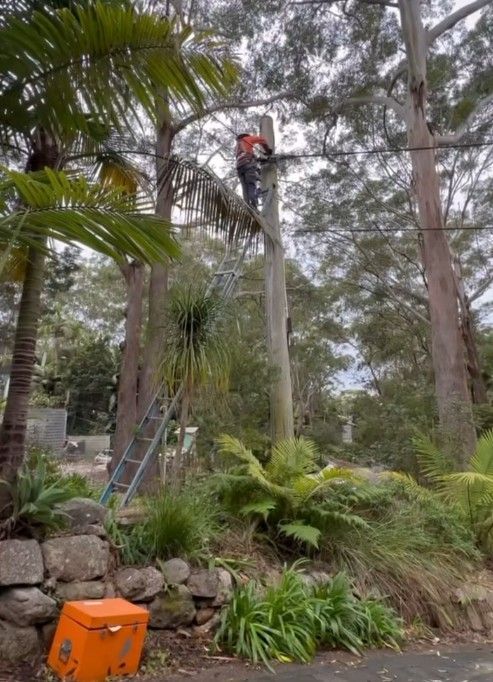 Worker in A Red Shirt Standing on A Tall Tree Stump — SRB Electrical Contracting Pty Ltd In Davistown, NSW
