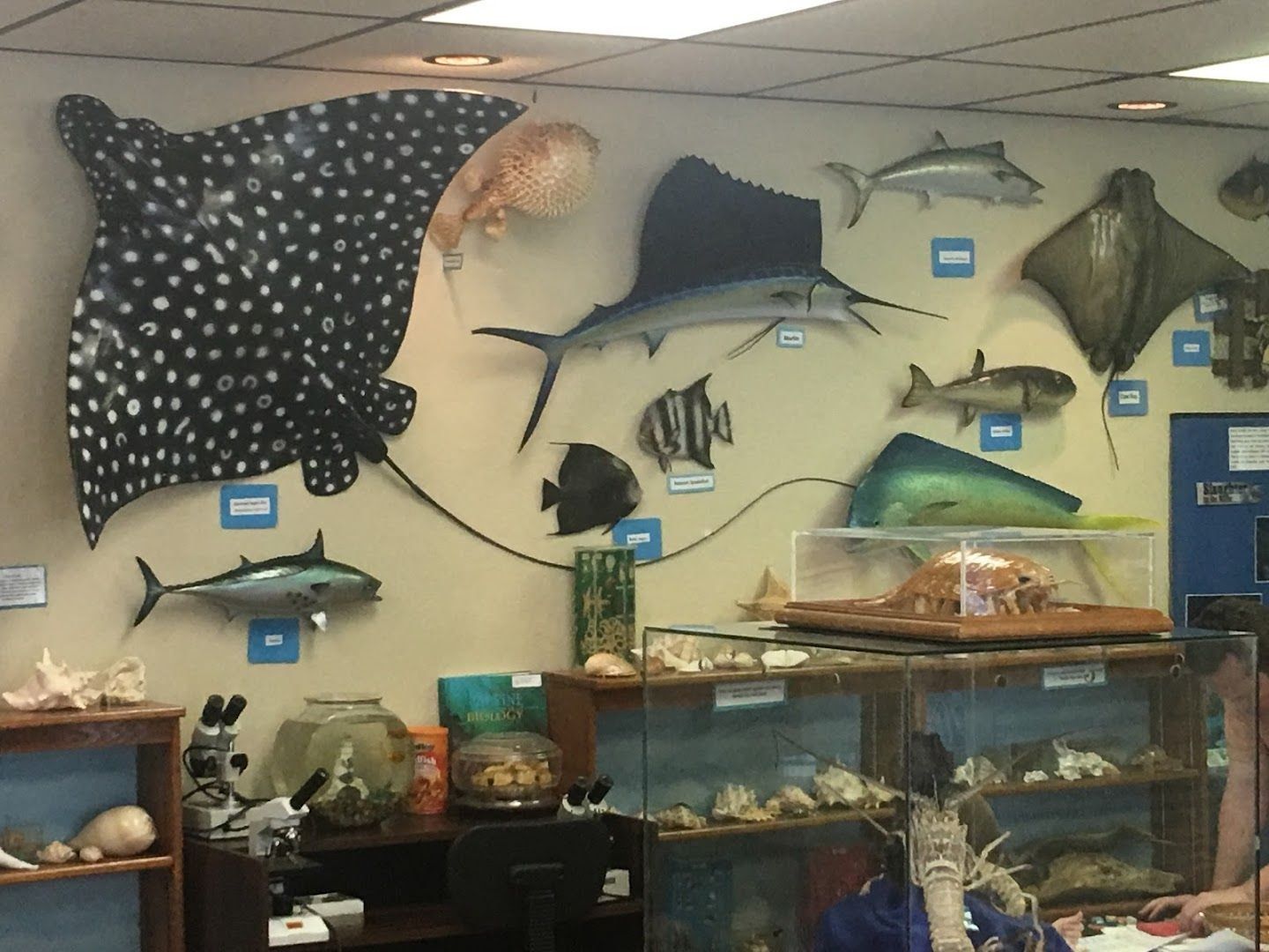 Museum wall display of mounted fish and marine animals with tanks below