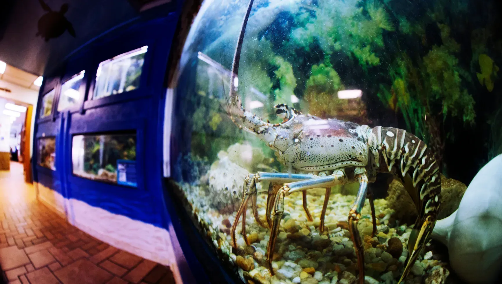 Aquarium exhibit with a large fish tank, spotted fish, and a blue-lit hallway beside it