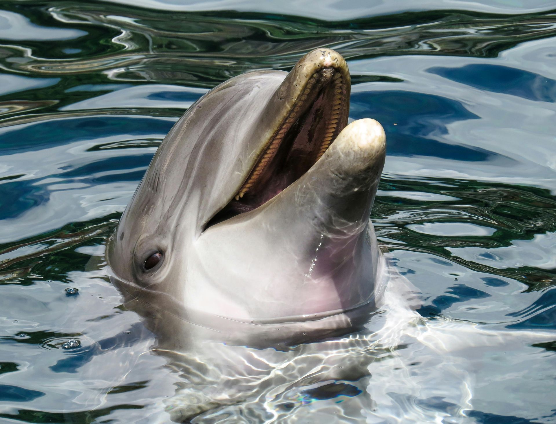 Dolphin surfacing in blue water with mouth open and head tilted back