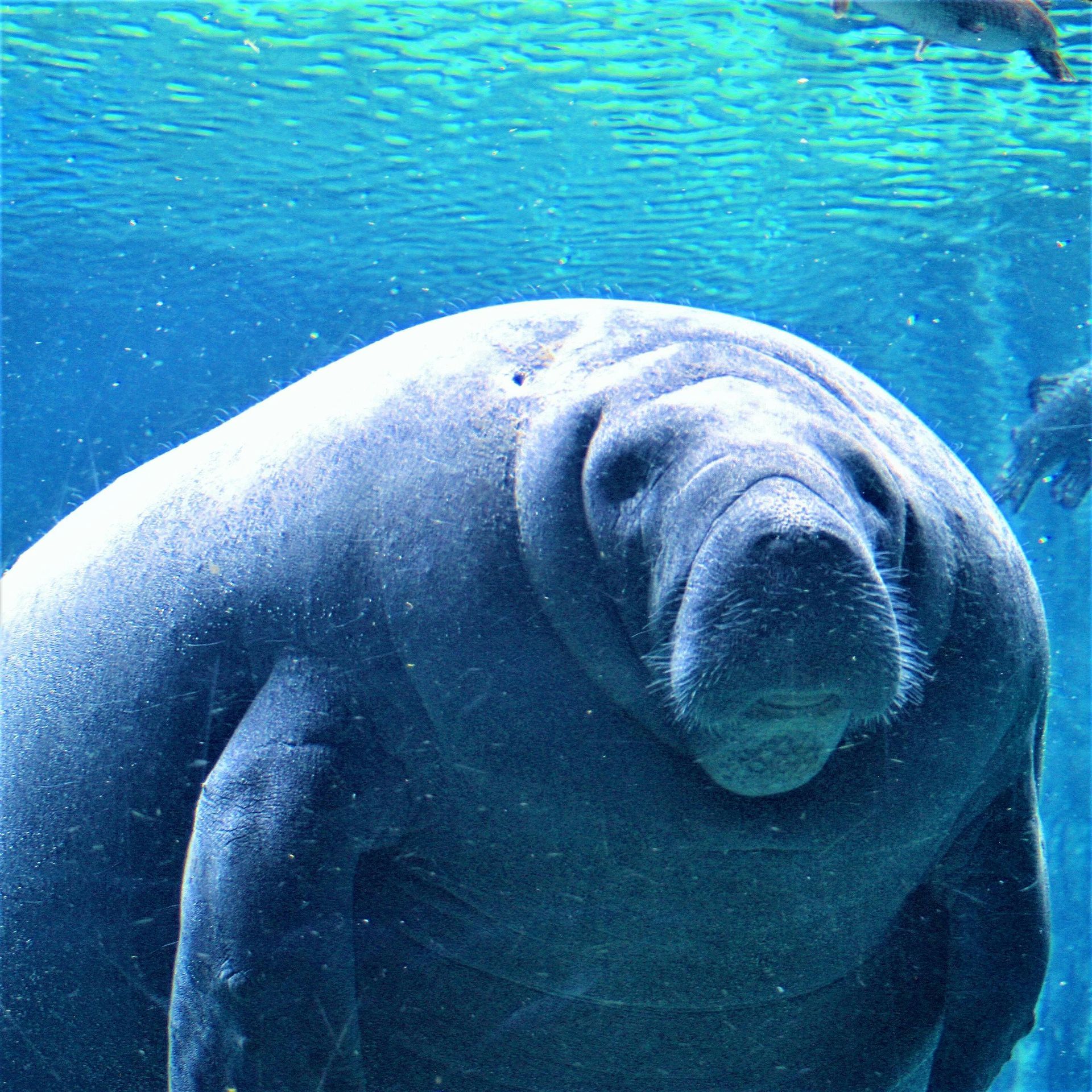 Large gray manatee swimming underwater in blue ocean water