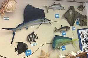 Mounted fish specimens displayed on a wall in a natural history exhibit