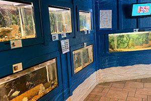 Blue-walled aquarium room with several fish tanks and tiled floor