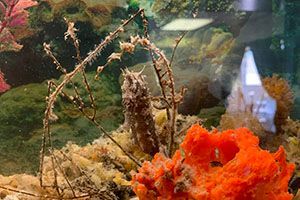 Aquarium scene with coral, branching algae, and a fish swimming near bright orange coral