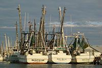 Fishing boats docked in a harbor, with tall masts and rigging against a cloudy sky.