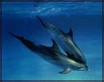 Two dolphins swimming underwater, shown against a blue background. One is in front of the other.