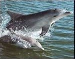 Two dolphins leaping from water, one adult and one smaller, against a background of blue water and sky.