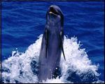Dolphin leaping out of blue ocean water, smiling.