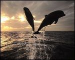 Two dolphins leaping from ocean water against a sunset sky.