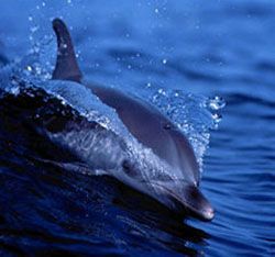 Dolphin swimming in dark blue water, breaking the surface with its fin and head.
