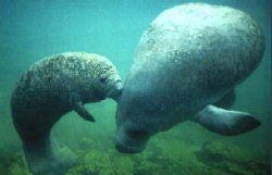 Two manatees underwater, one touching noses with the other, in a murky green environment.