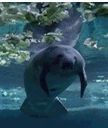 Manatee swimming underwater, looking toward the camera. Its gray body contrasts with the blue water and green foliage above.